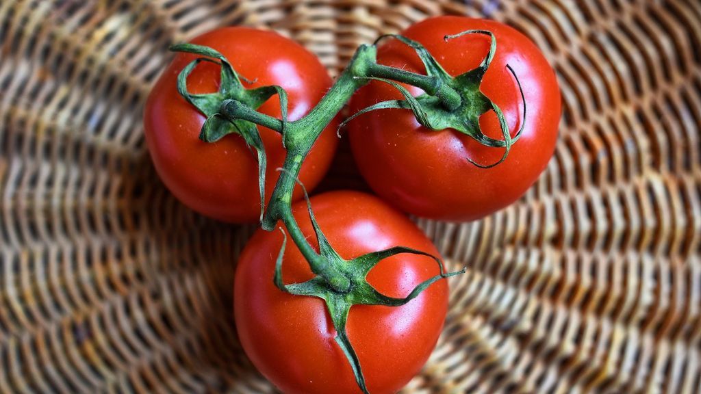Tres tomates en rama