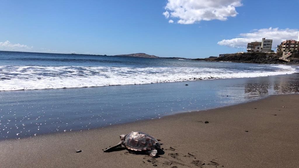 Canarias descarta convertir las islas en un "experimento" para el desconfinamiento Canarias descarta convertir las islas en un "experimento" para el desconfinamiento