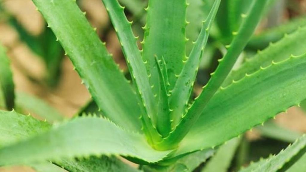 La planta del aloe vera.