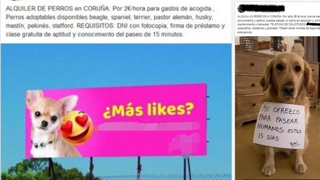 Animalistas denuncian un nuevo anuncio para alquilar perros en A Coruña y piden que se investigue Animalistas denuncian un nuevo anuncio para alquilar perros en A Coruña y piden que se investigue