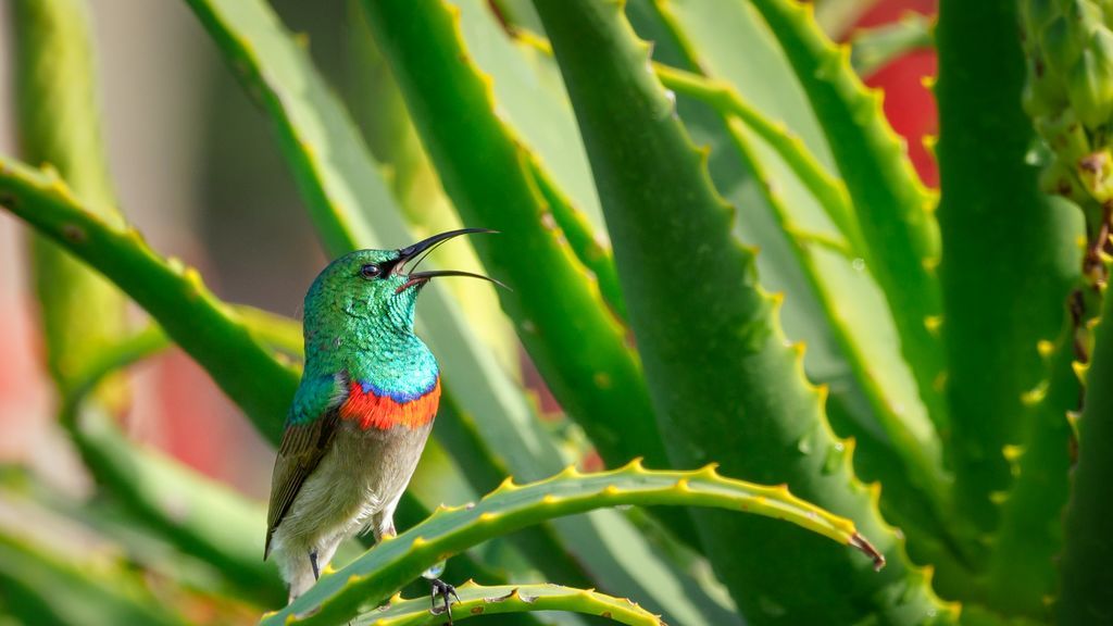 green-and-gray-bird-perching-on-aloe-vera-plant-1581101