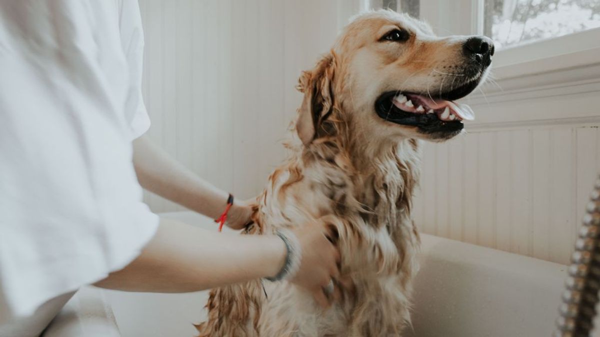 Claves para bañar a tu perro sin montar un drama