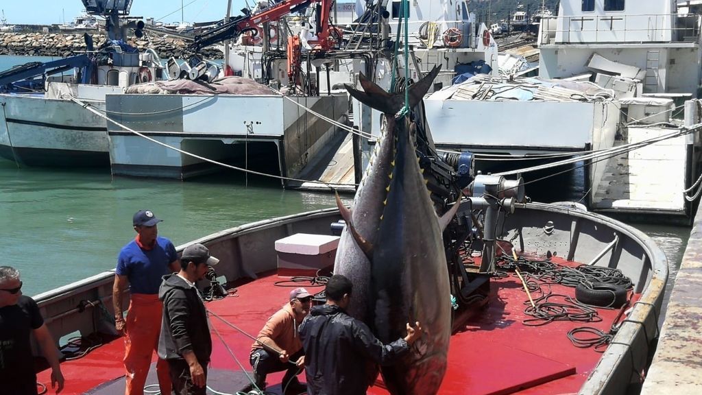 Atunes decargados en el puerto de Conil el años pasado