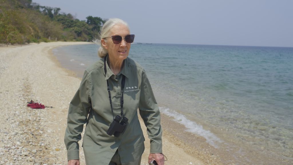 Jane Goodall: "Nuestra falta de respeto a los animales ha causado la pandemia" Jane Goodall: "Nuestra falta de respeto a los animales ha causado la pandemia"