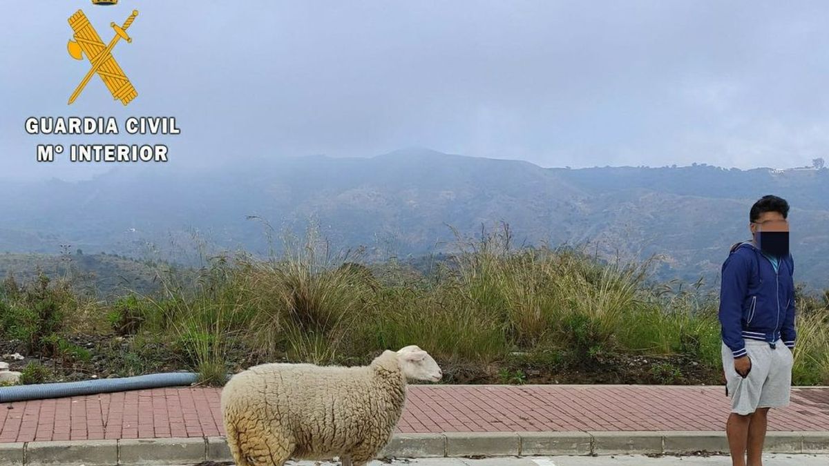 Denunciado en Marbella por sacar a pasear una oveja durante el confinamiento