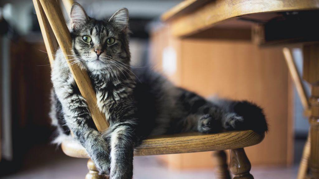 Esta cuarentena, haz feliz a tu gato y constrúyele un rascador