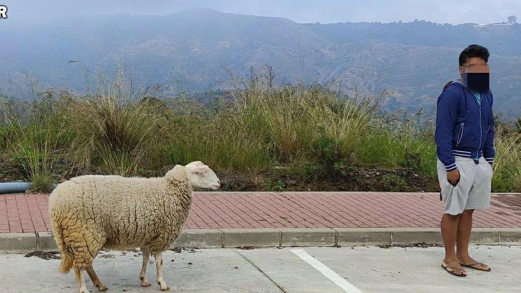 Denunciado un hombre en Marbella por sacar a pasear a una oveja durante el confinamiento Denunciado un hombre en Marbella por sacar a pasear a una oveja durante el confinamiento