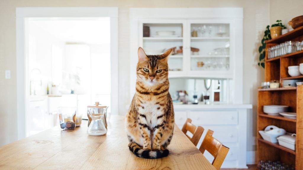 El lenguaje secreto de los gatos: puedes llegar a entenderles con un poco de atención