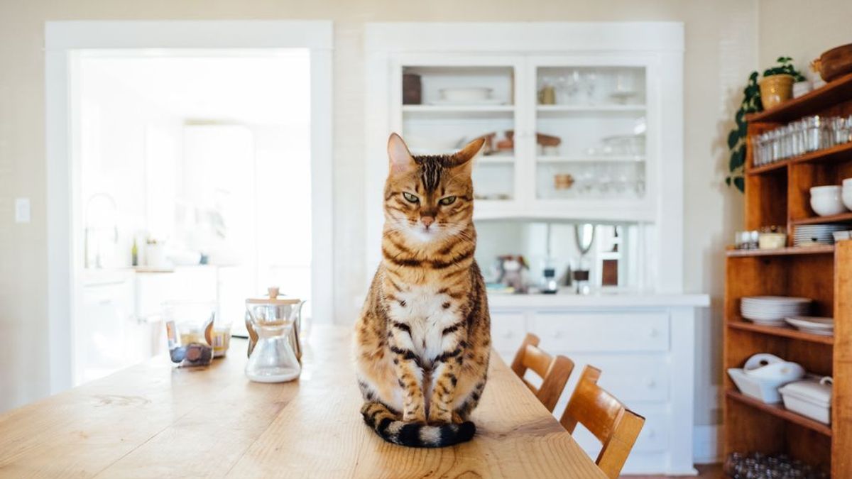 El lenguaje secreto de los gatos: puedes llegar a entenderles con un poco de atención