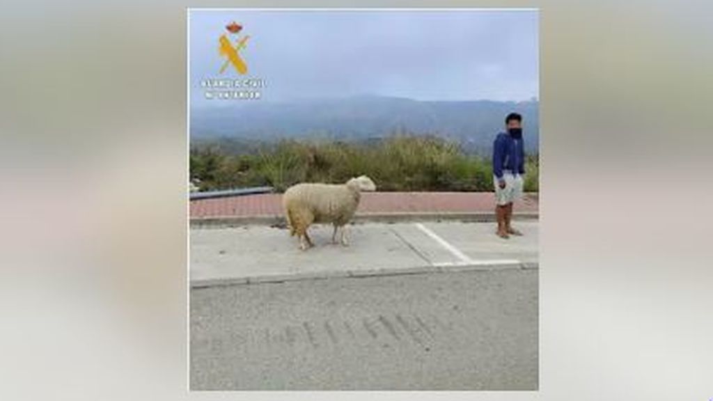 Denunciado por salir a pasear con una oveja en Marbella