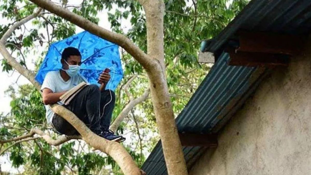 Un joven sin internet trepa cada día un árbol para dar clase online