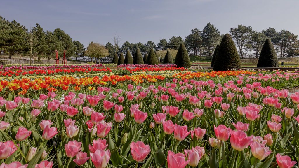 Festival de los Tulipanes