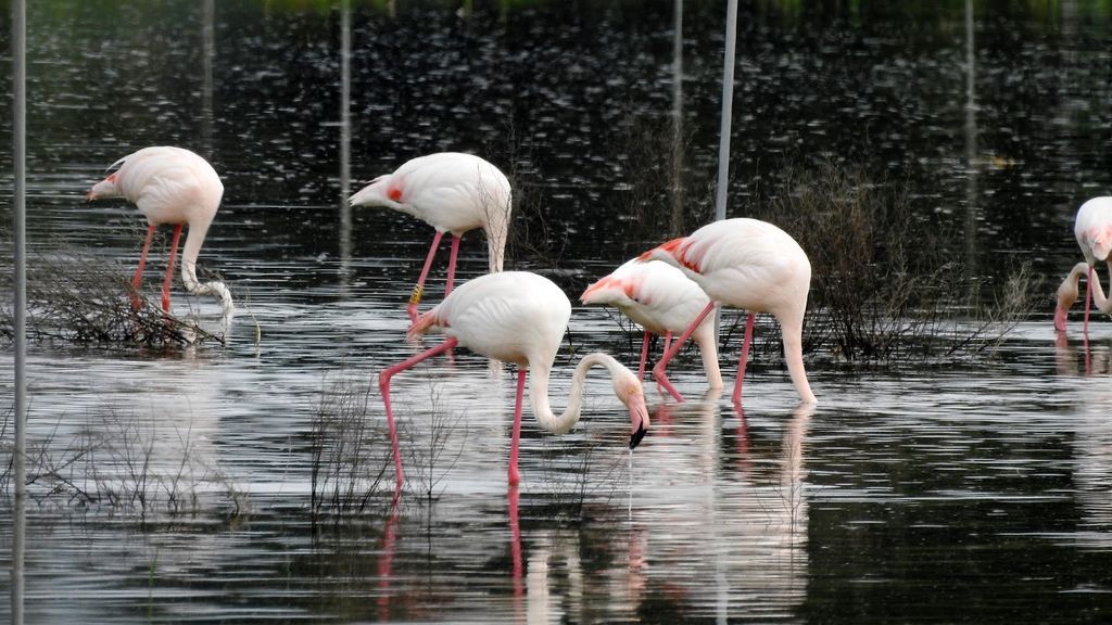 2020-04-18 LA LAGUNA FLAMENCOS (45)