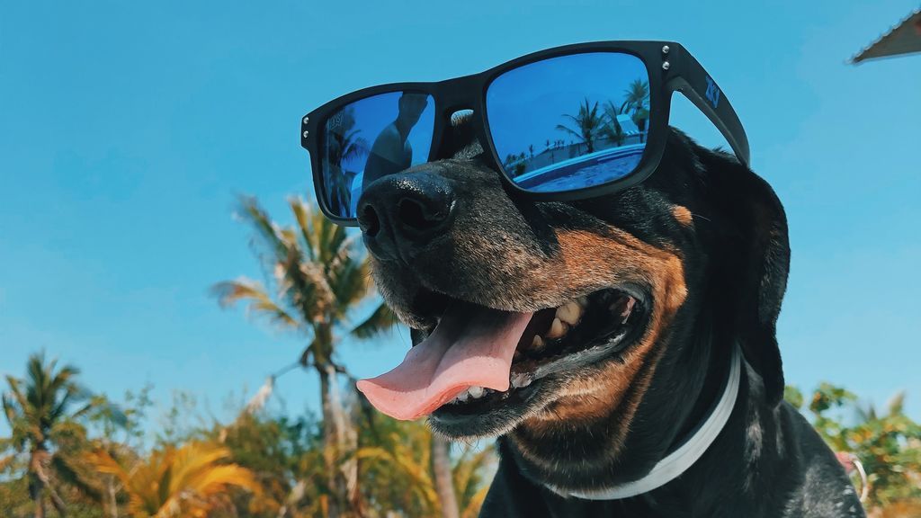 Gafas de sol caninas: cuándo es necesario ponérselas a tu perro