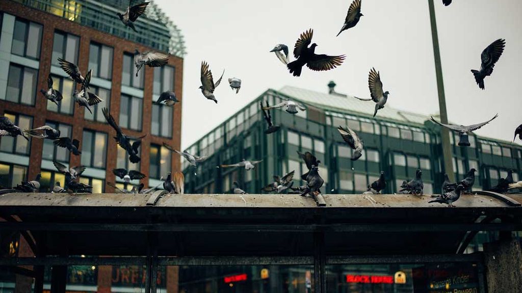 Palomas, en Berlín