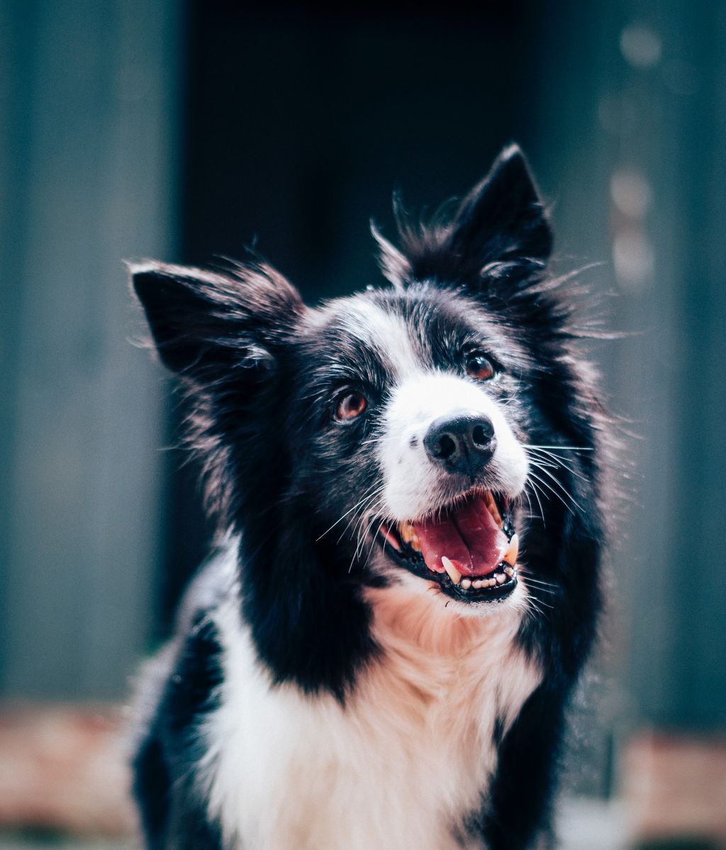 ¿Quieres adoptar a un perro tras la jubilación? Esto es lo que tienes que hacer