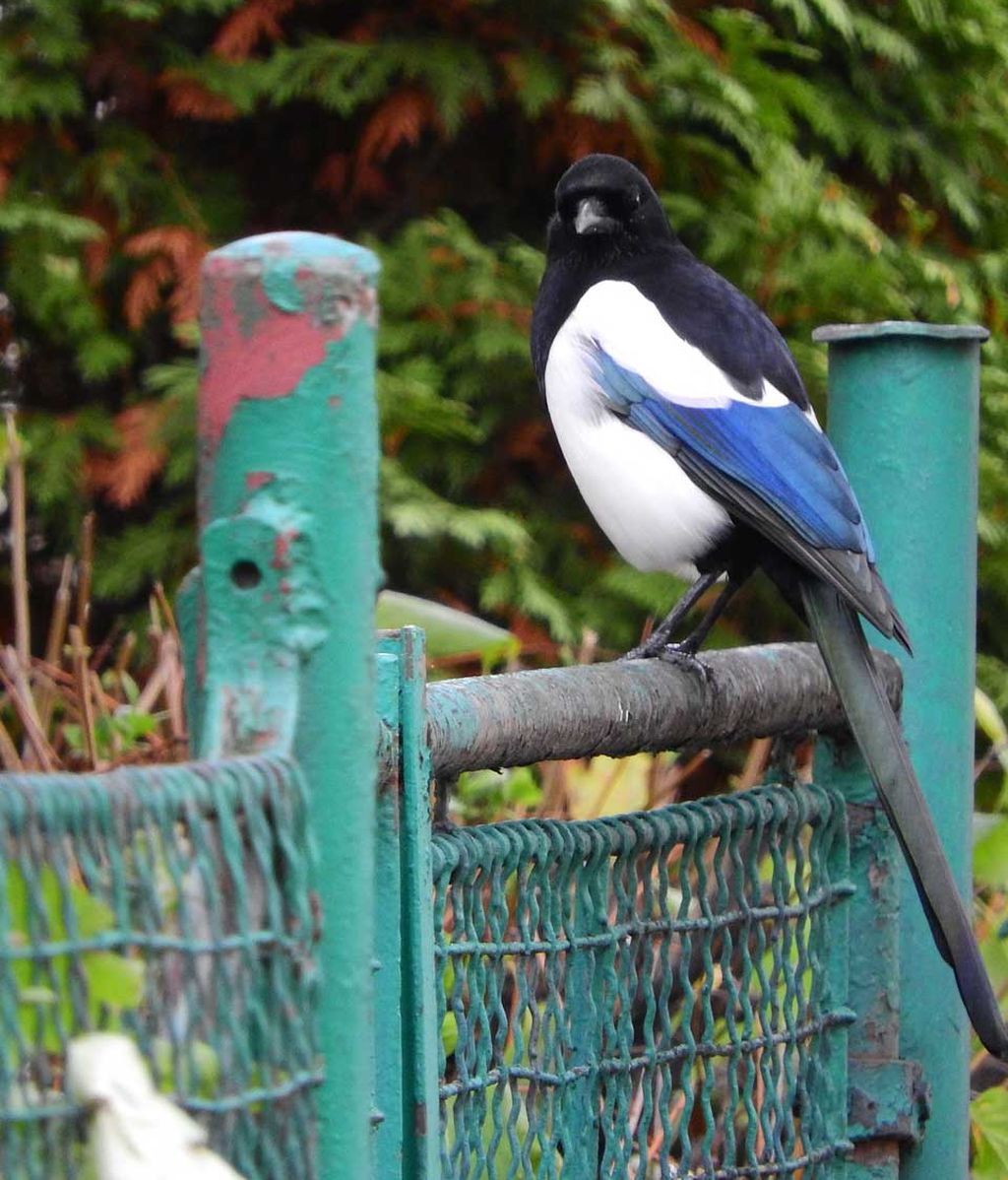 Pájaro en la ciudad 2