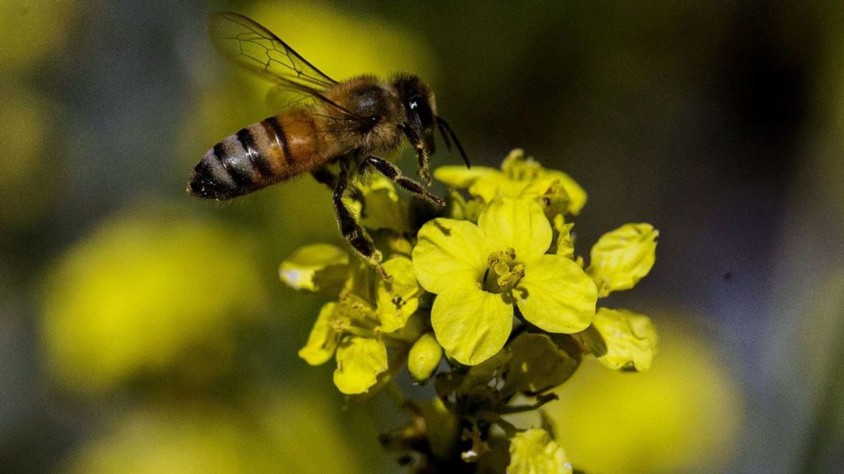 El confinamiento salva a las abejas: los motivos por los que están reviviendo