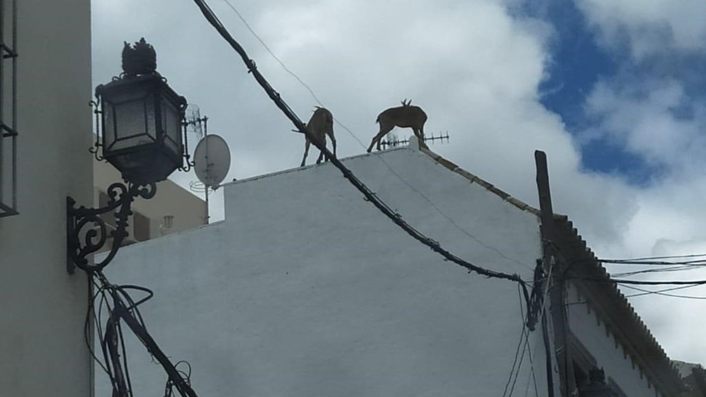 Cabras campan a sus anchas por las calles de Morón de la Frontera durante el estado de alarma Cabras campan a sus anchas por las calles de Morón de la Frontera durante el estado de alarma