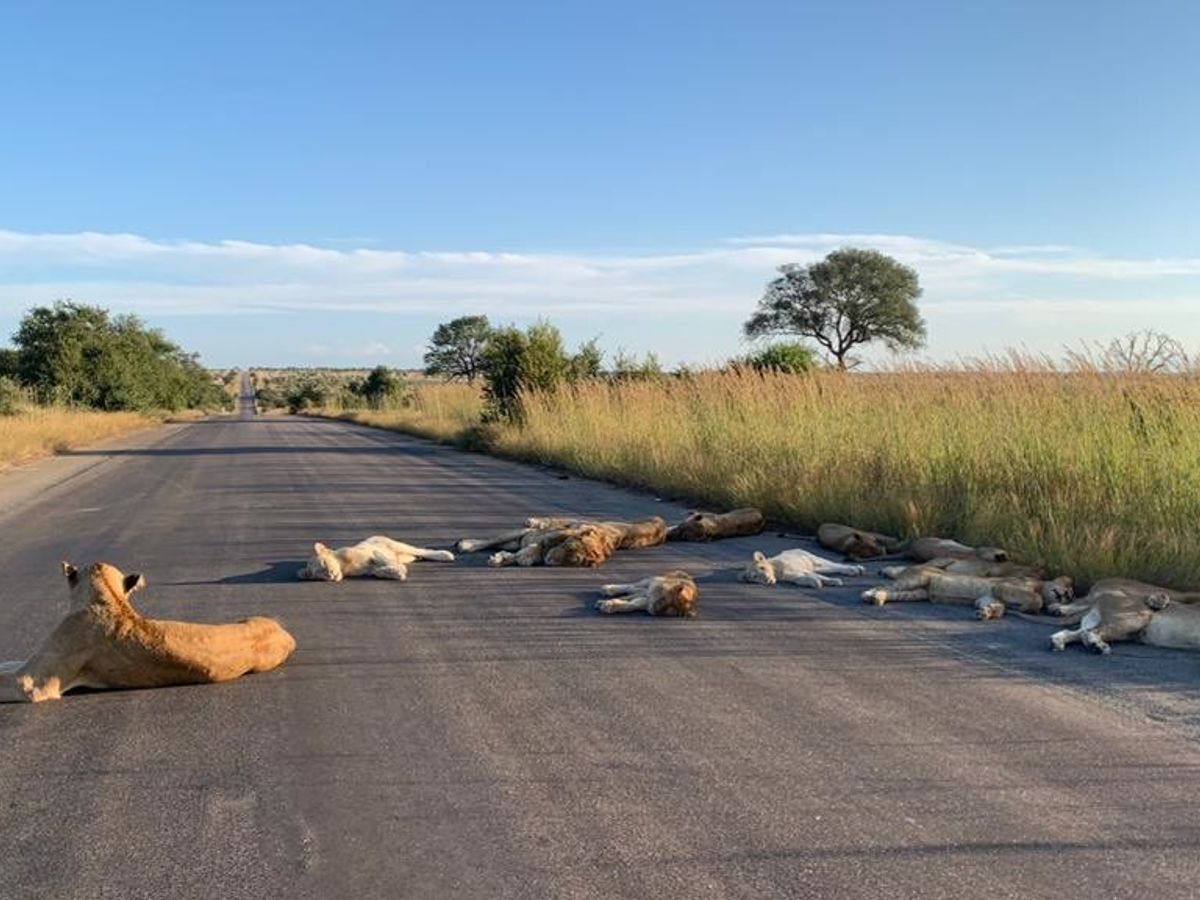 Las tortugas y los leones aprovechan la cuarentena - El Tiempo Hoy