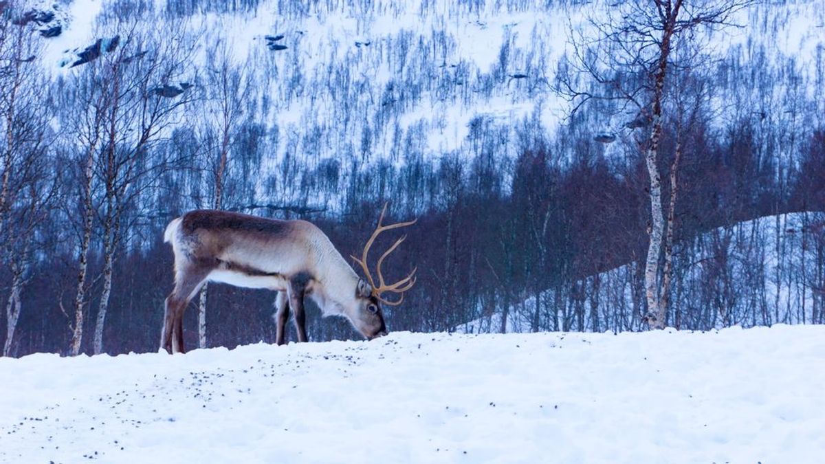 Caballos, bisontes y renos para salvar el permafrost: un grupo de científicos plantea mandar manadas al Ártico