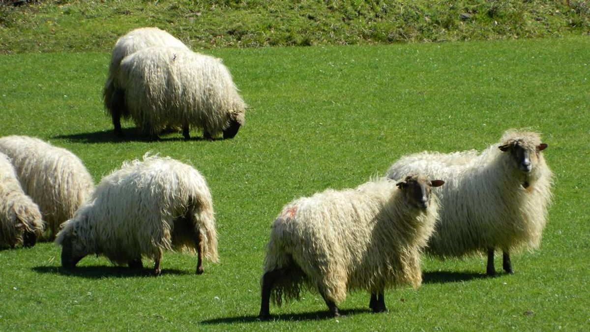 Las ovejas no tienen quien las esquile Las ovejas no tienen quien las esquile