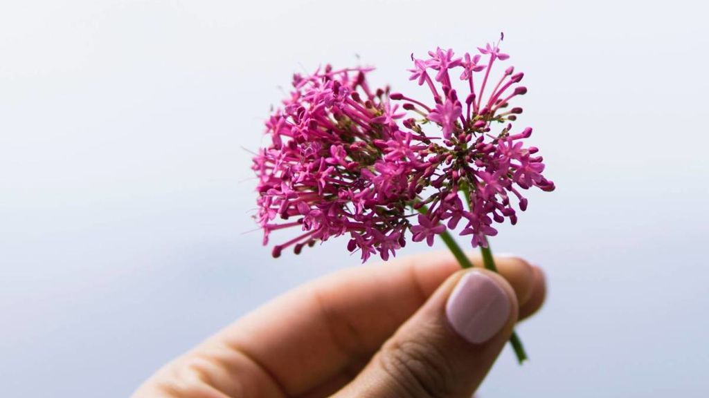 La valeriana.