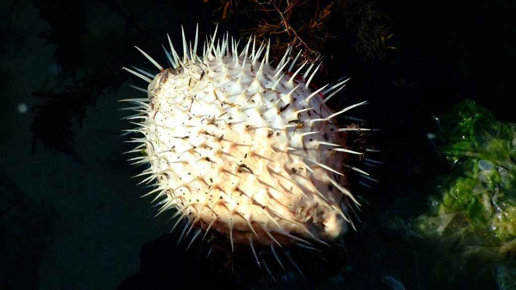 pufferfish-74950_1920