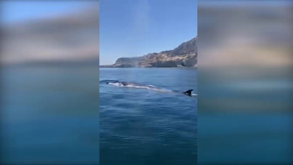 La ausencia del ruido humano atrae a ballenas y delfines hasta las costas