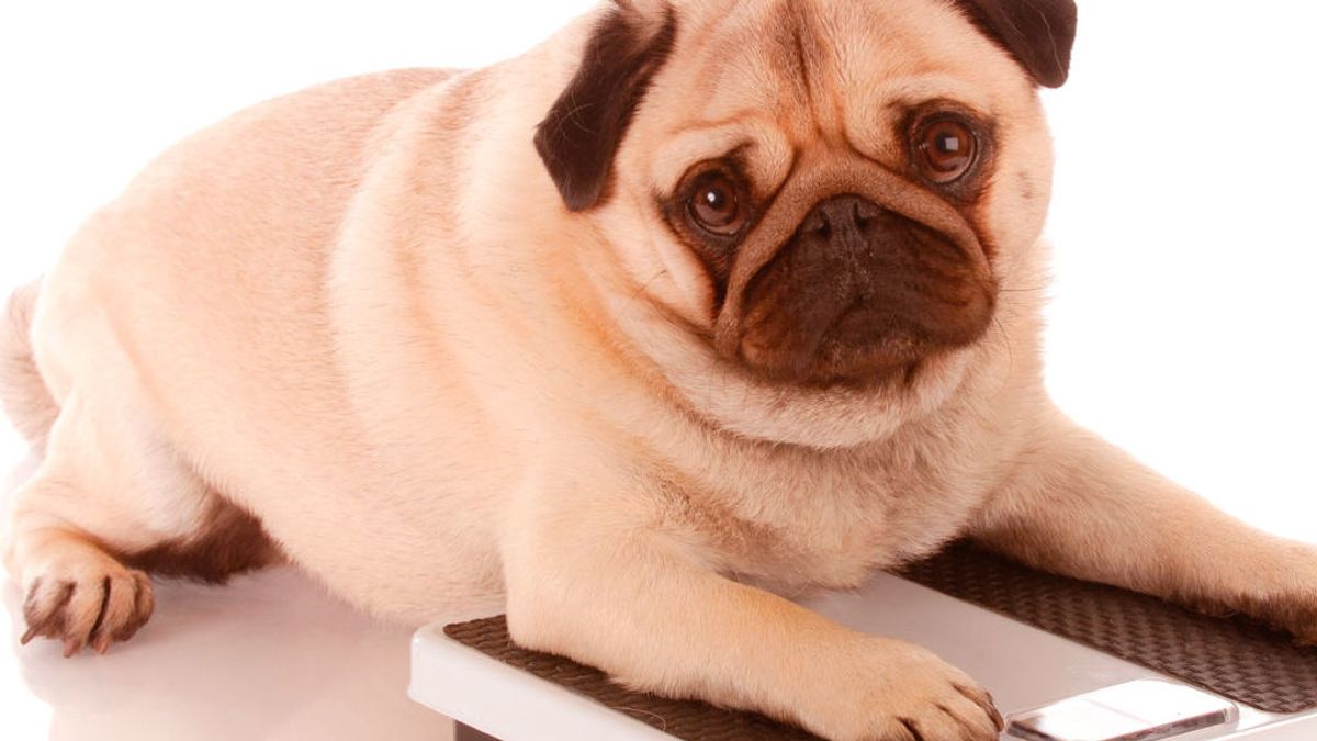 El principal problema de salud del perro doméstico es el sobrepeso y la obesidad