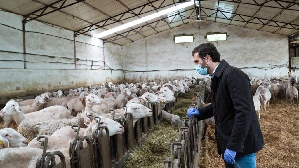 El PP ante la desescalada del Gobierno: "No hay plan" El PP ante la desescalada del Gobierno: "No hay plan"
