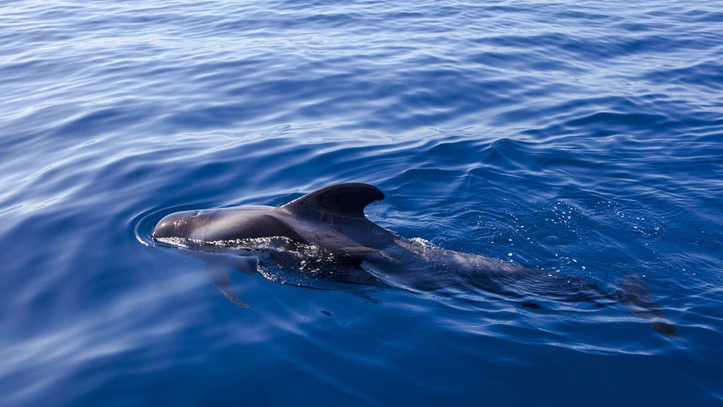 Delfines y ballenas se acercan a las costas mediterráneas durante la cuarentena