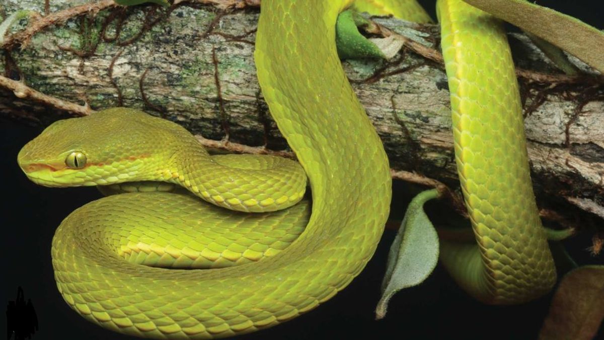Serpiente Salazar Slytheryn: una nueva especie encontrada en India ha sido bautizada en honor a Harry Potter