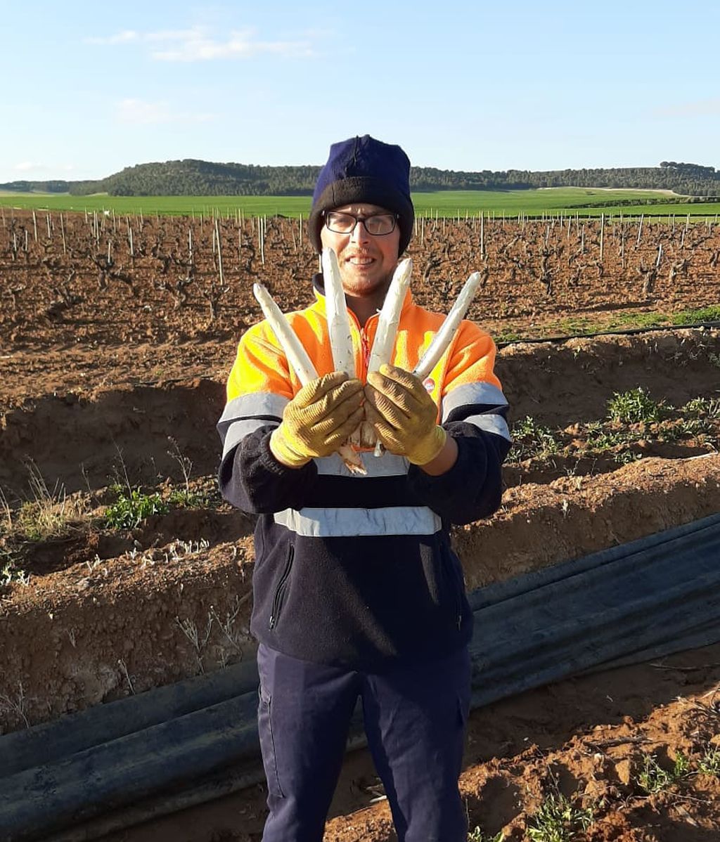 Uno de los 40 trabajadores de esta empresa en la recogida del espárrago.