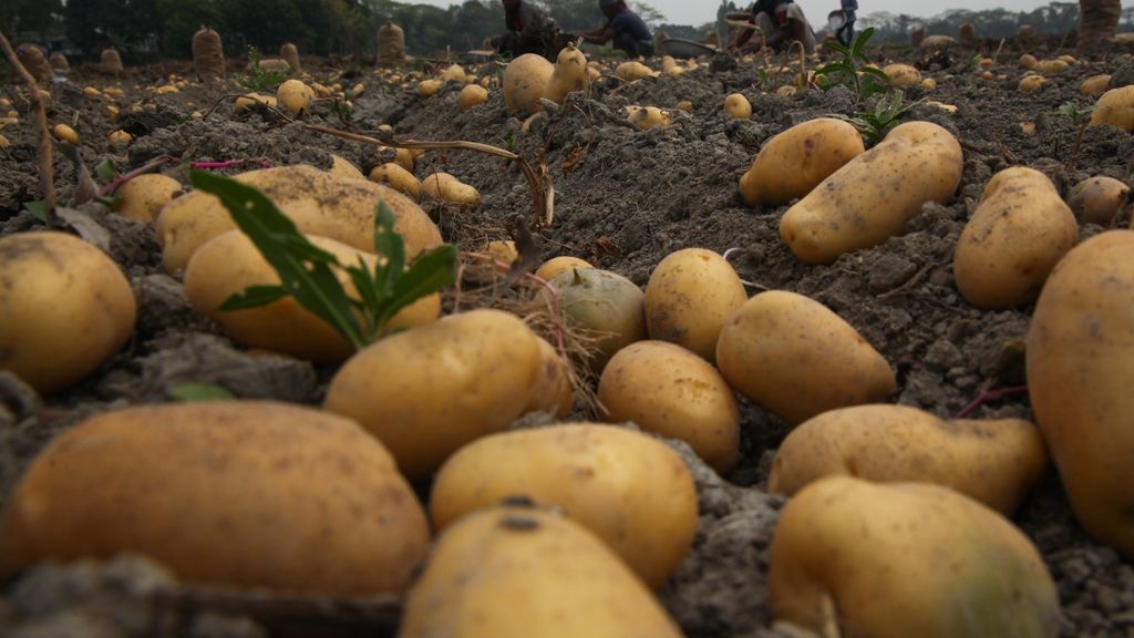 plantación de patatas