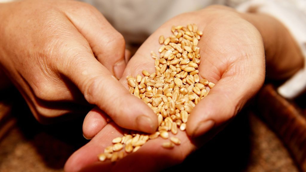 granos de avena