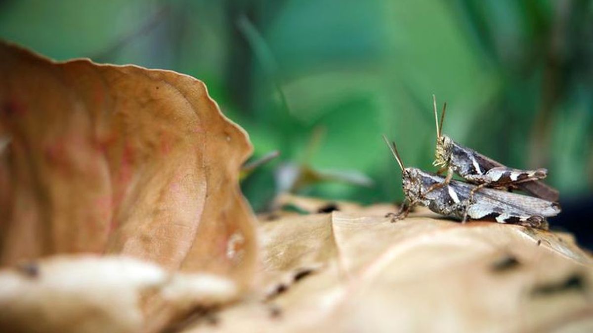 El aumento de los niveles de dióxido de carbono podría provocar el 'apocalipsis de los insectos'