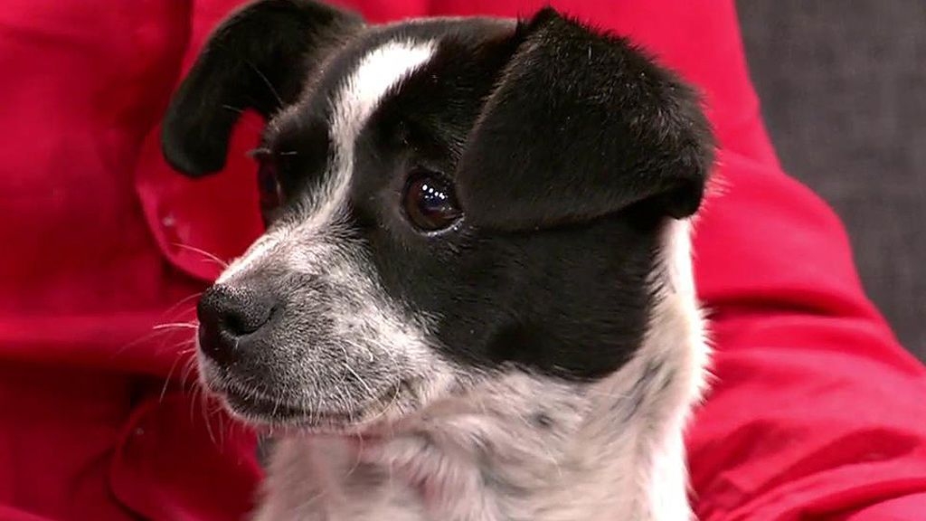 Adopta a Chincheta, una perrita abandonada durante la crisis del coronavirus