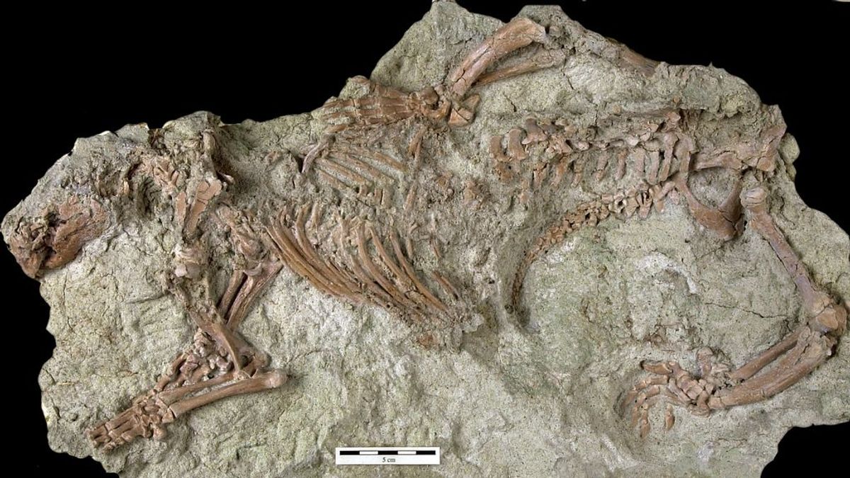 'Bestia loca', el extraño mamífero de hace 66 millones de años que ha sido descubierto en Madagascar