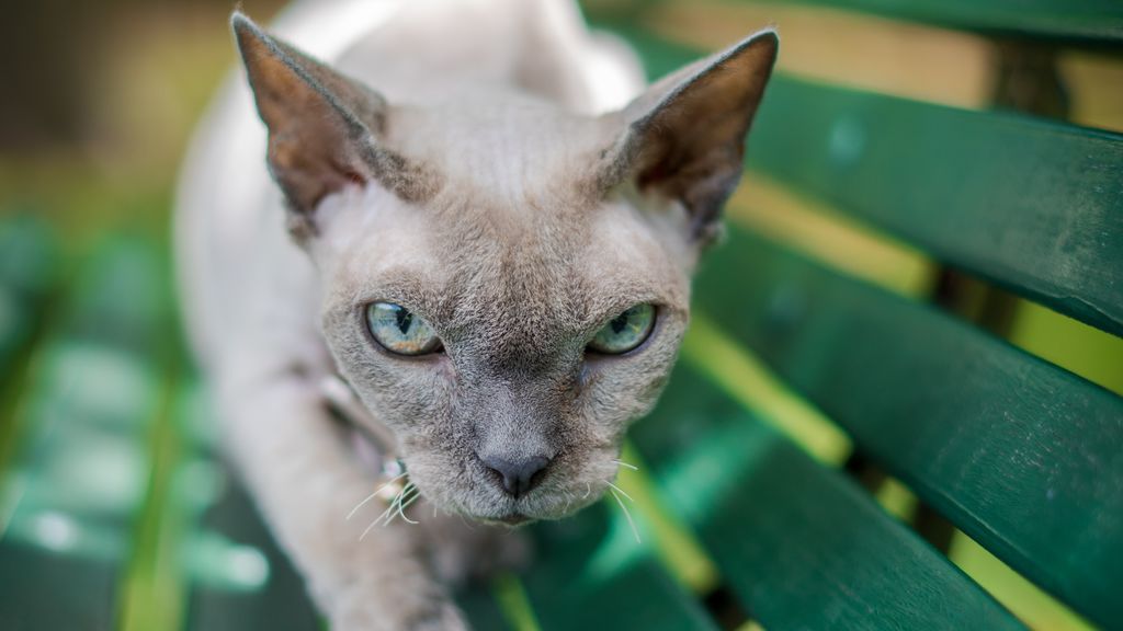 "Mi gato me ofrece animales muertos": qué significa ese gesto y porque no hay que tener miedo