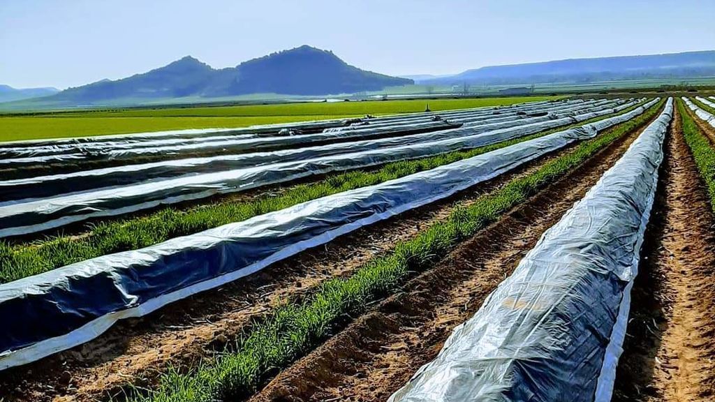 Plantaciones de espárragos de "La Huerta Luís San José"