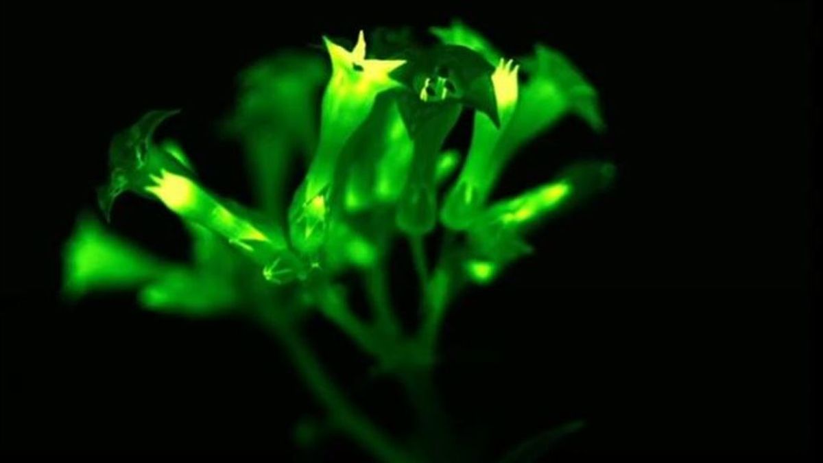 Apagar las farolas y encender las plantas: las modifican genéticamente para que brillen en la oscuridad