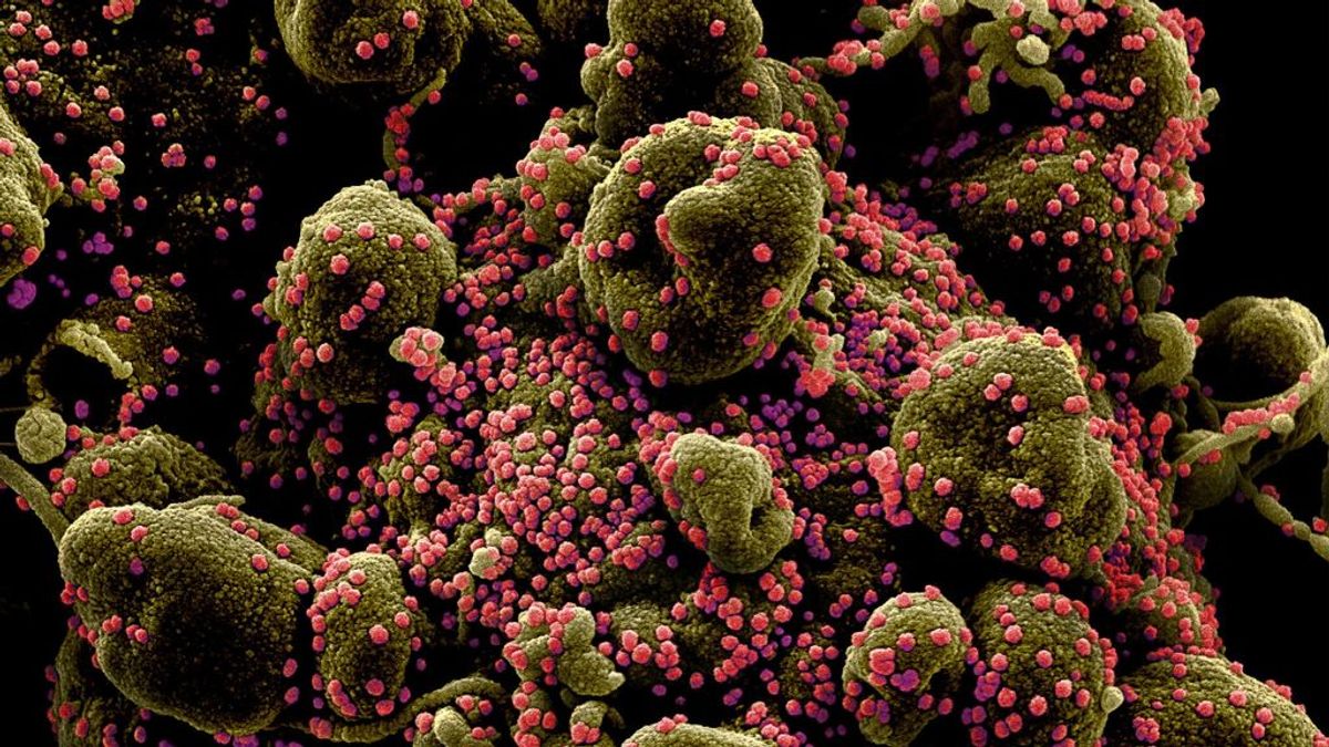 “Todas las pruebas sugieren que el coronavirus tiene un origen animal natural”, subraya la OMS