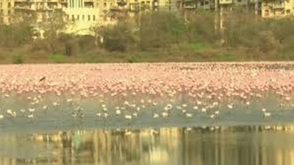 Los flamencos rosas tiñen Mumbai (India) durante el confinamiento