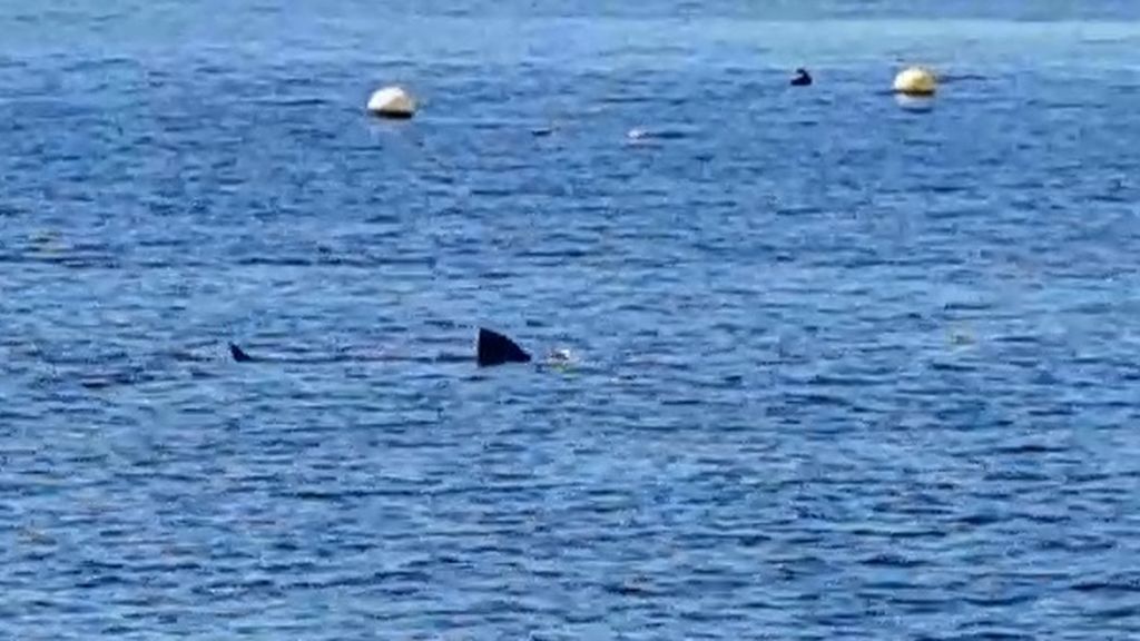 Aparece un gran tiburón en la playa de Calahonda - Telecinco