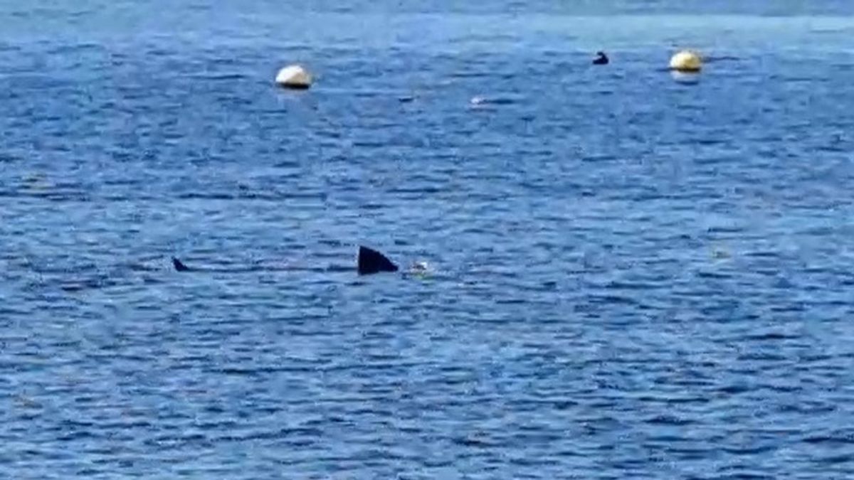 Aparece un gran tiburón cerca de la orilla de la playa de Calahonda al no haber nadie en el agua