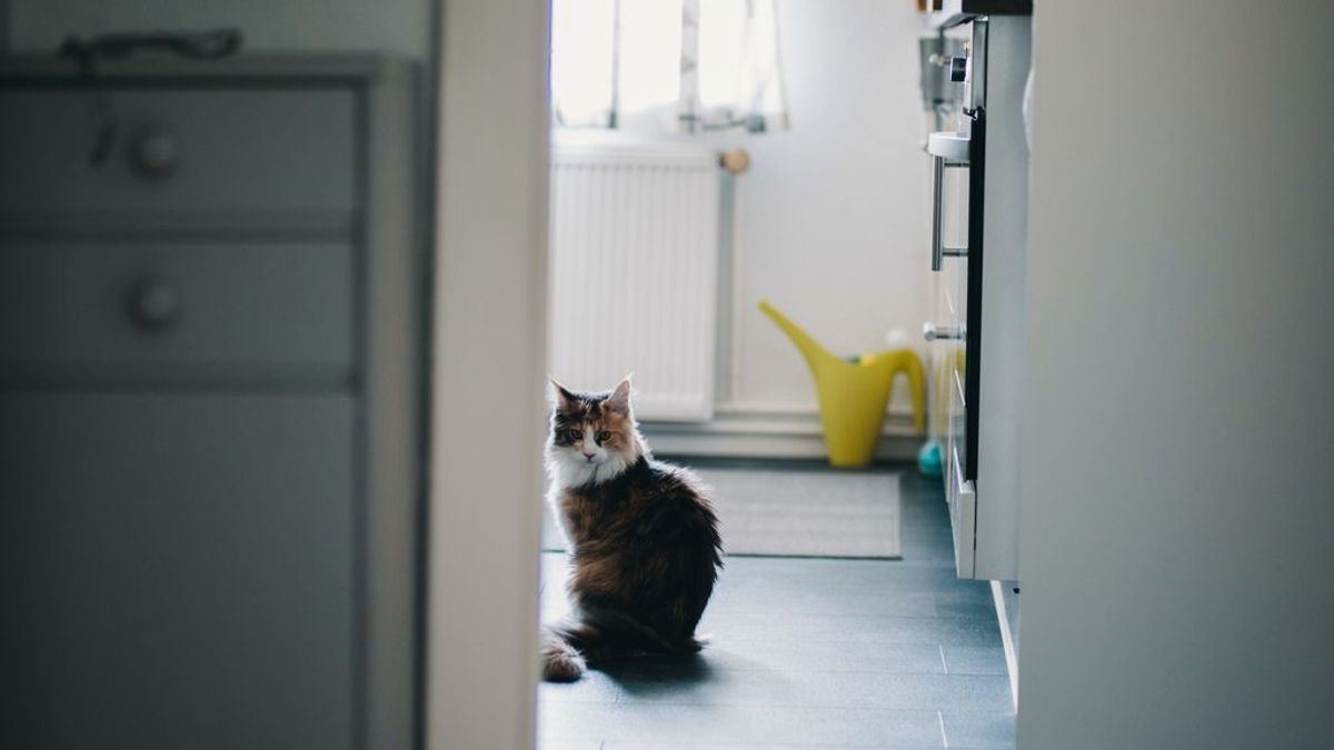 Curiosidad, necesidad de control... las razones por las que tu gato siempre te acompaña al baño