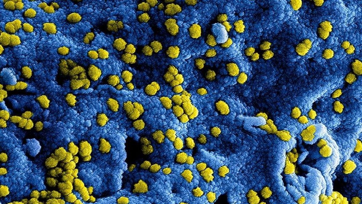 Descubren un anticuerpo que bloquea la infección del coronavirus en las células