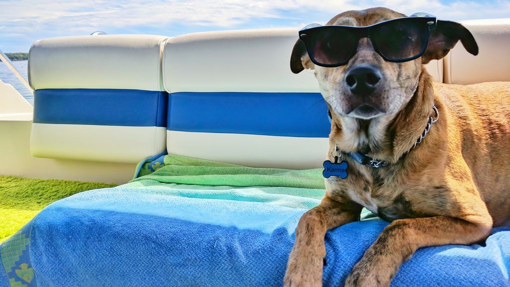 Ofrecer unas vacaciones de ensueño a tu perrete es posible gracias a los hoteles caninos