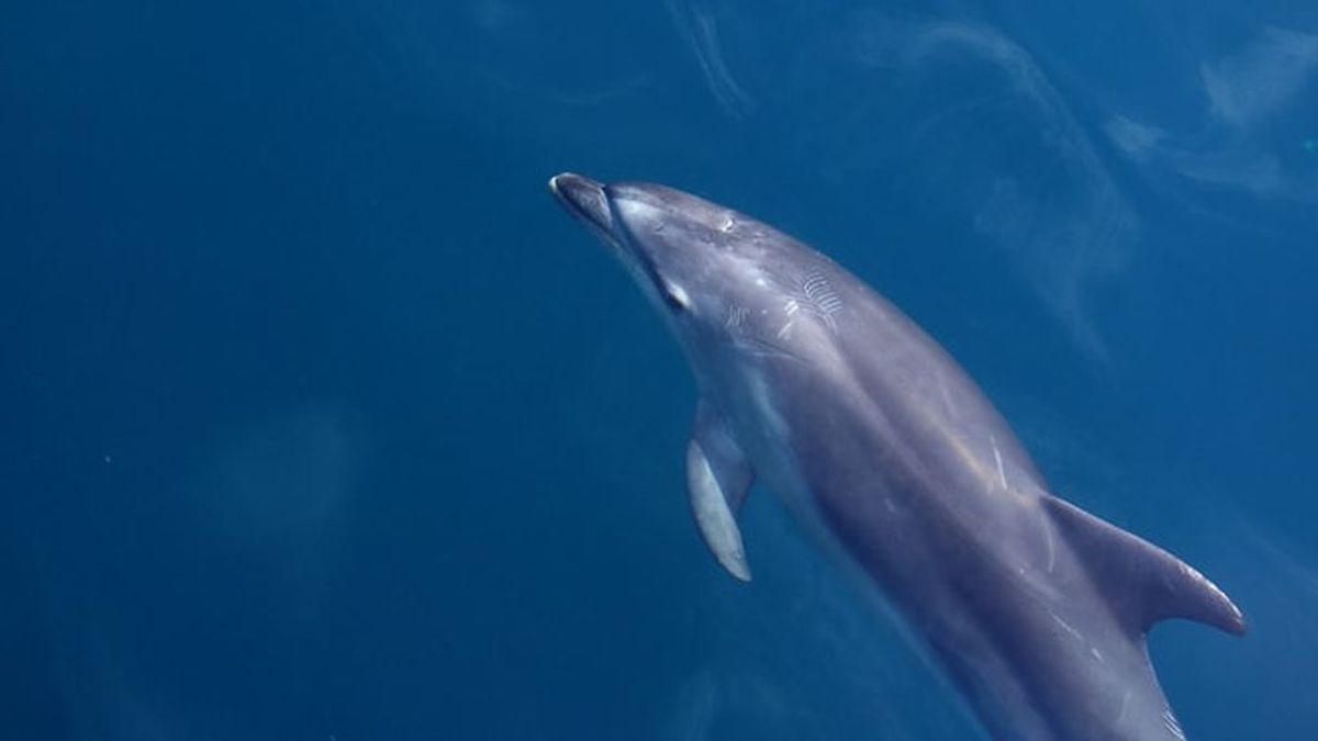 Un delfín, atrapado en el puerto de Ámsterdam: su misterioso viaje desde Francia